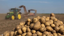 В Сахалинской области приступили к уборке картофеля