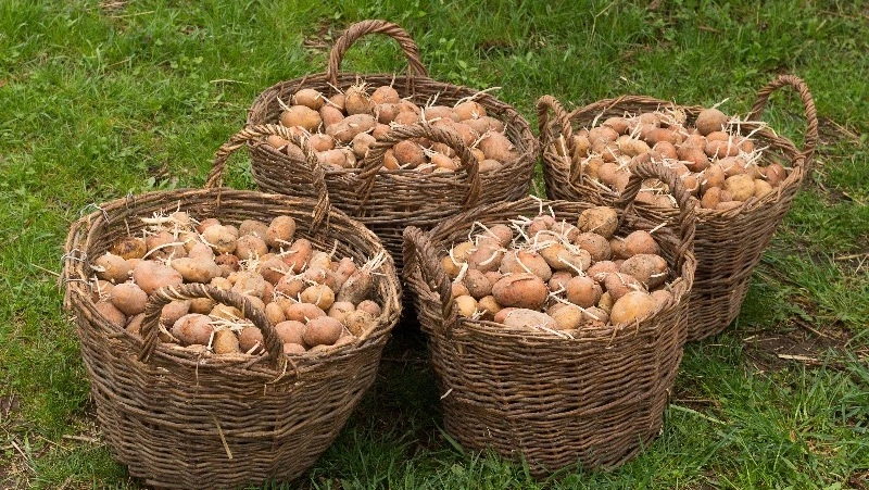 Всходы будут сильнее и появятся раньше: секретный способ вырастить картошку