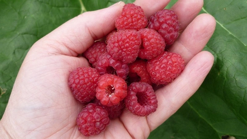 Народные приметы на 17 августа — что нельзя делать в день Авдотьи Малиновки