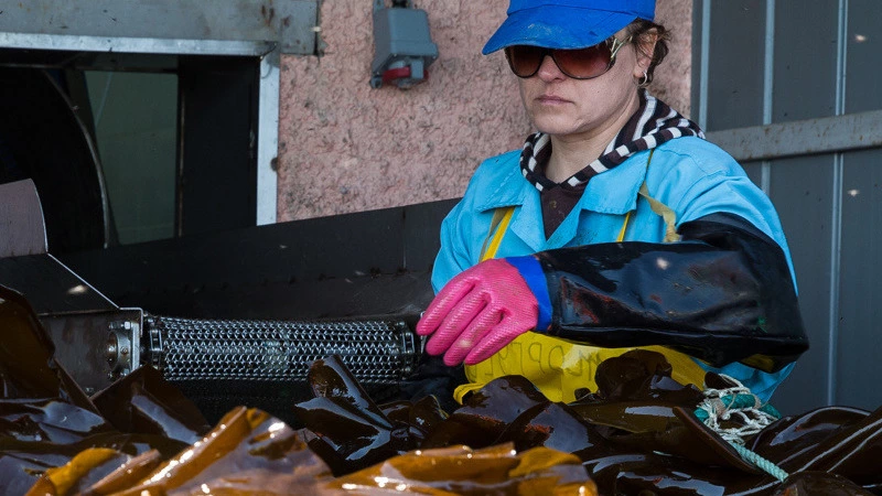 Возобновление  промысла