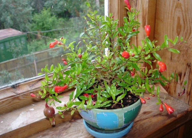 Прекрасные цветы, полезные плоды