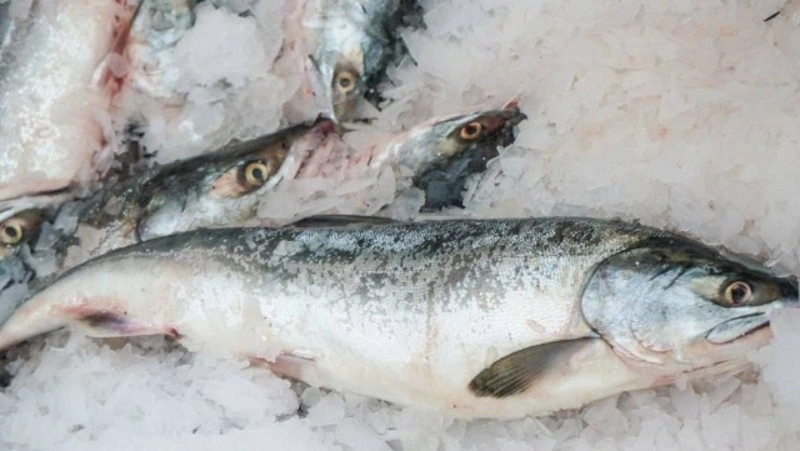 Новые правила рыбалки на Сахалине: суточная норма горбуши увеличена до 5 хвостов