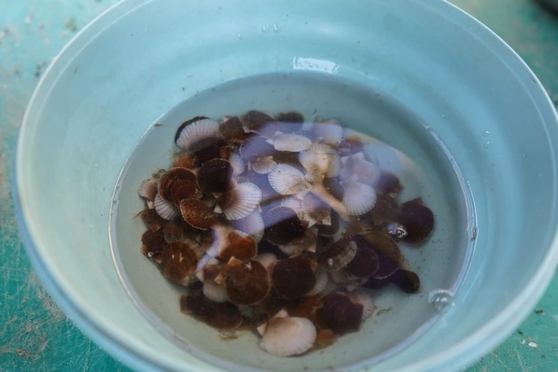 В акватории Анивского залива выпустили 150 тысяч молодых гребешков