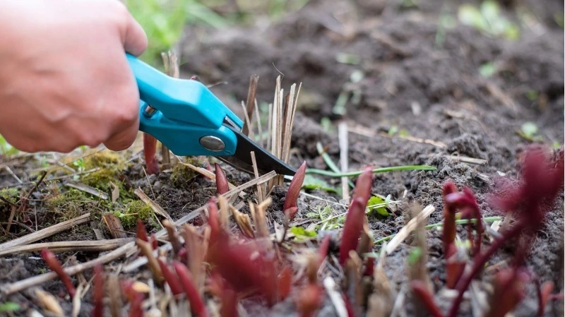 Подзимний посев на Сахалине: как получить ранний урожай