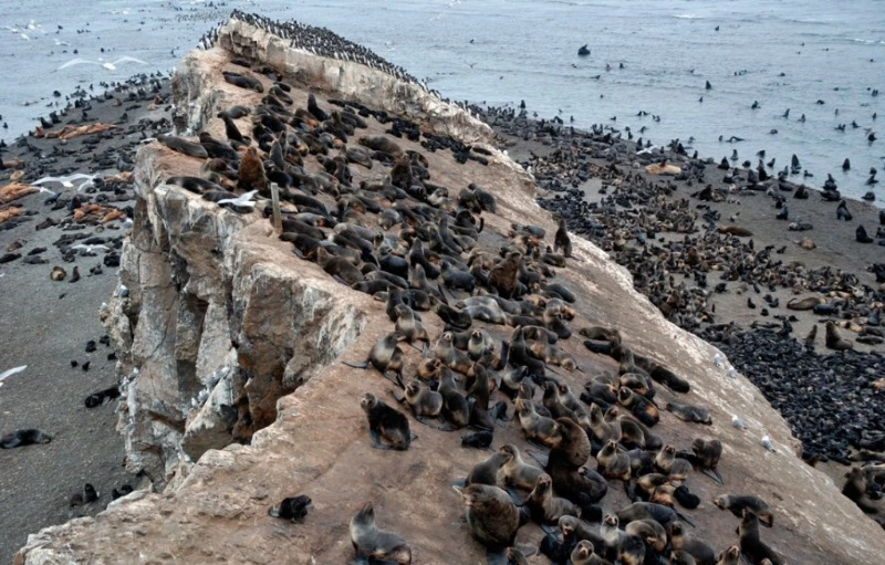Сахалинские депутаты вернулись к вопросу статуса острова Тюлений