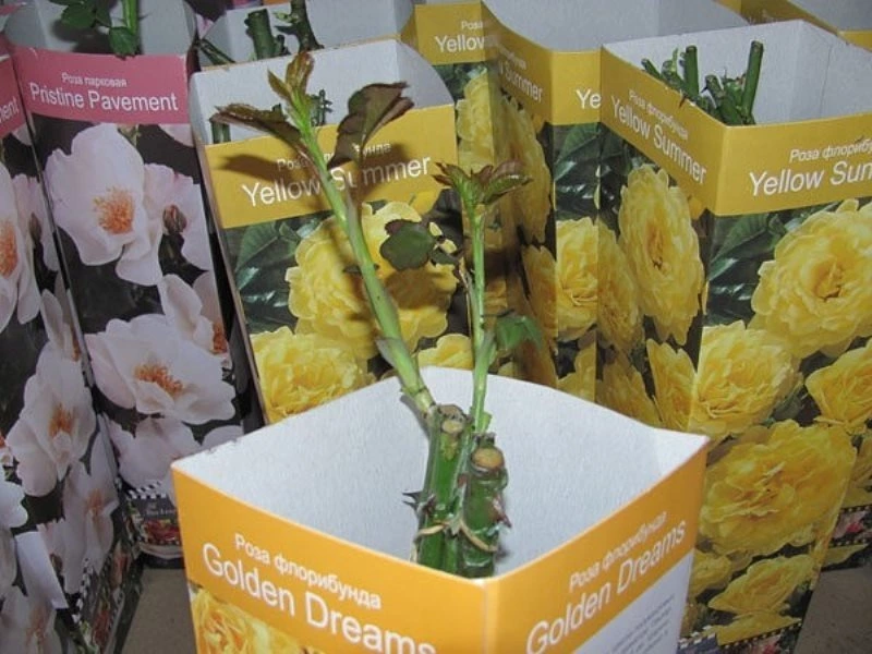 Роза из коробки: ключи к успеху