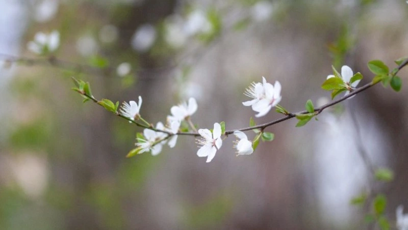 Весна на Сахалине: прогноз погоды в Корсаковском районе с 28 апреля по 4 мая