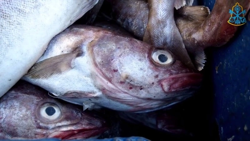 Корсаковцы сегодня смогли приобрести широкий ассортимент свежей рыбы по очень выгодным ценам.