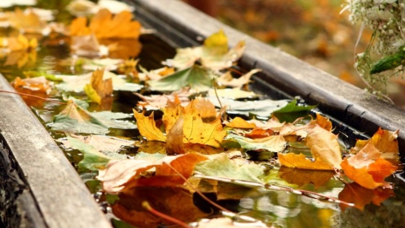 Погода на Сахалине: дожди, похолодание и снова тепло - прогноз на неделю
