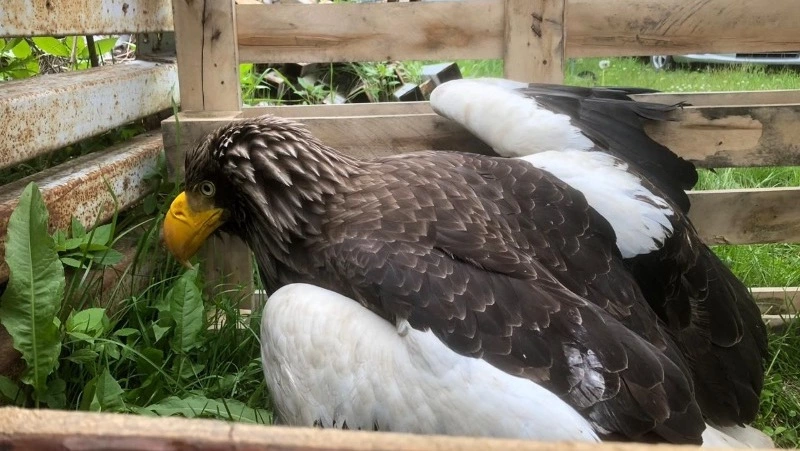 Жители Корсакова спасли белоплечего орлана