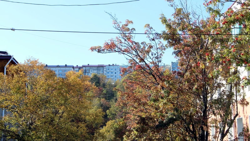 В Корсакове деревьям сделают стрижку