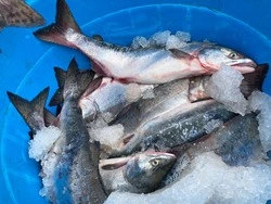 В Корсакове началась реализация свежевыловленной горбуши