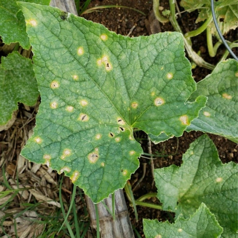 «Неотложка» для огурцов: как распознать и победить болезни в теплице