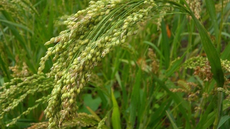 Рецепты без лактозы: вкусные десерты из пшена