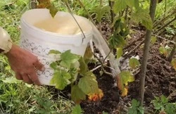 Пора ягодники покормить: как подготовить кусты к следующему сезону