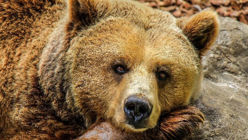 «Значит, где-то рядом мама»: жители Сахалина заметили двоих медвежат по пути на север