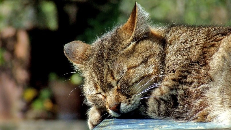 Церковный праздник 21 мая: день Иоанна Богослова, народные приметы