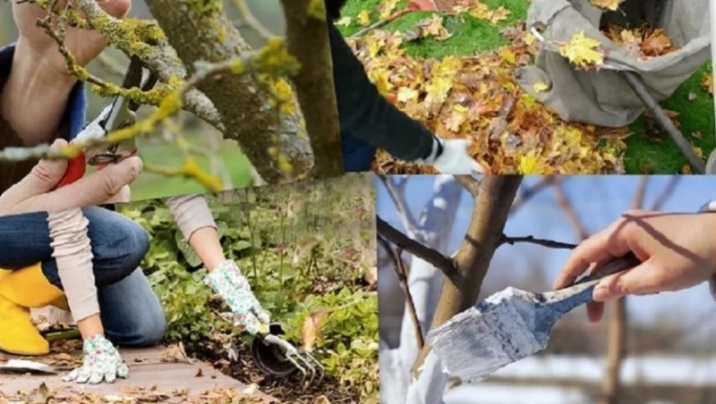 Как подготовить садовый участок  к зиме?