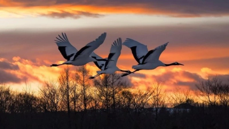 13 сентября - Куприянов день: Журавлиное вече и тайны журавлиной ягоды