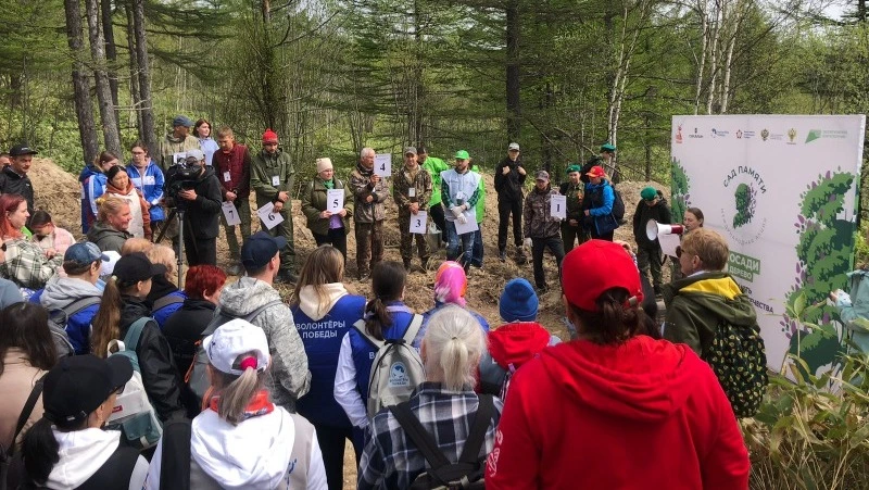 Сахалинцы высадили 3,6 тысячи лиственниц в рамках акции "Сад памяти"