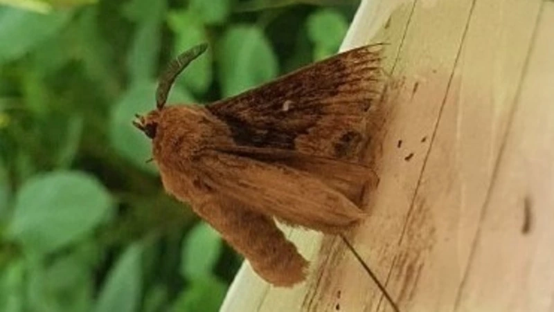 На Сахалине впервые установлен карантин в связи выявлением сибирского шелкопряда