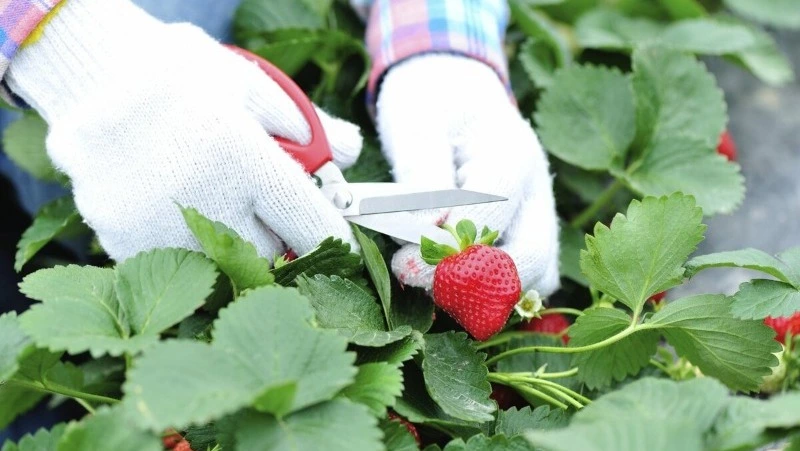 Пора задуматься об урожае!