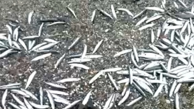 Пляжи Сахалина завалило тоннами нерестящейся мойвы