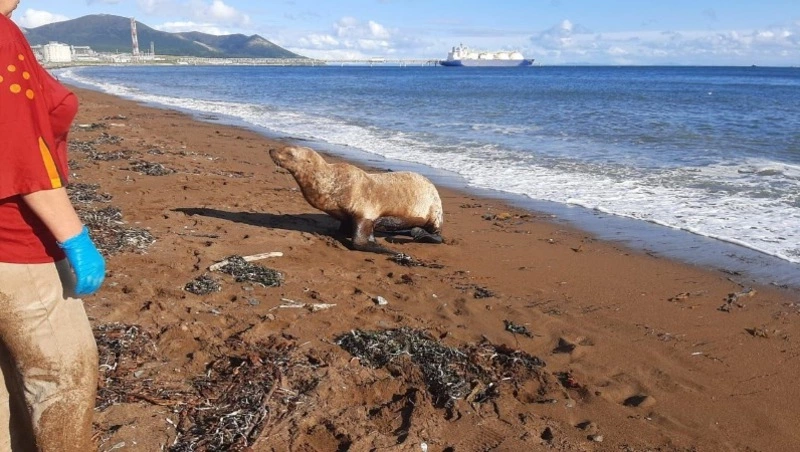 Отдыхающие довели до истерики больного сивуча на пляже Сахалина