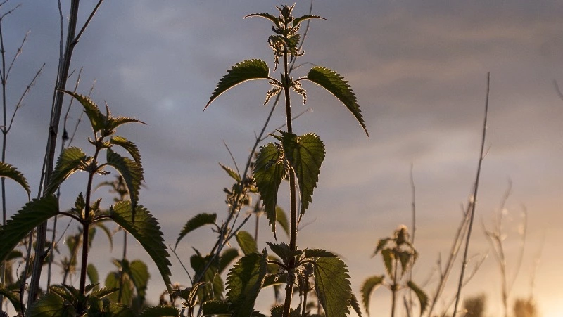 Народные приметы на 11 июля — что нельзя делать в канун Петрова дня
