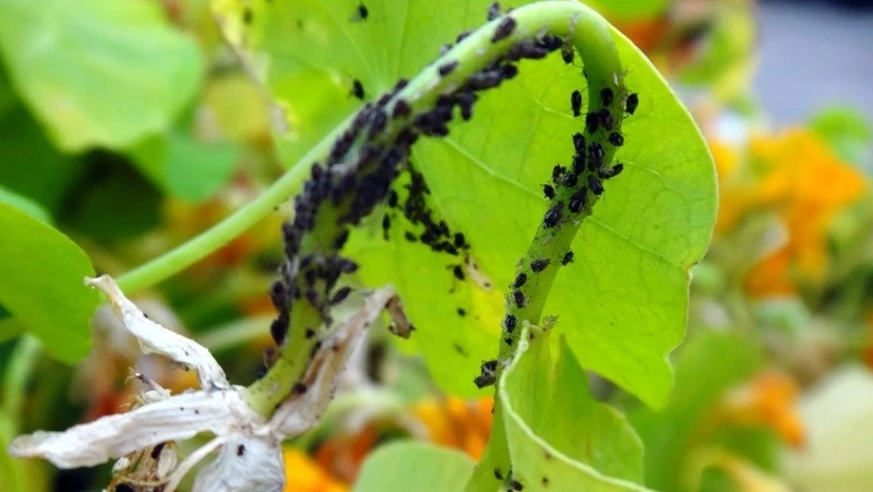 Как бороться с вредителями огурцов в Корсаковском районе: паутинный клещ, тля, слизни