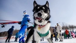 Чемпионат и первенство Сахалинской области по ездовому спорту прошел в Корсакове