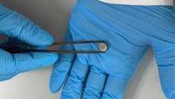 Сахалинские учёные разрабатывают аноды для аккумуляторов из морских водорослей
