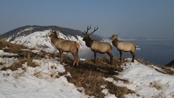 Олени на мысе Евстафия: красивые фотографии с острова Сахалин