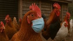 Вакцинация против птичьего гриппа начнётся в Корсаковском районе с 7 апреля