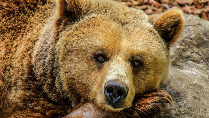 Медведи проснулись в зоопарке Южно-Сахалинска в последний день зимы