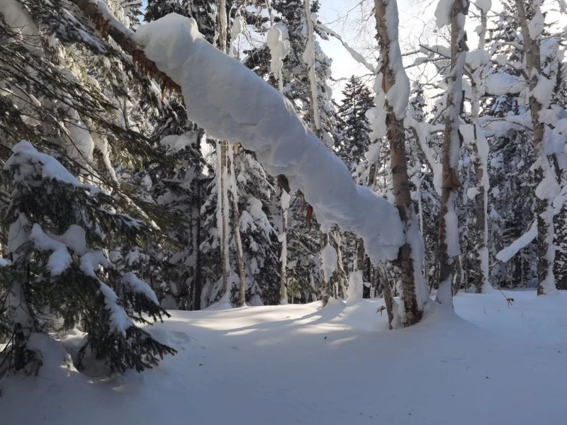 Снежный лес Мицульского хребта: красивые фотографии с острова Сахалин 