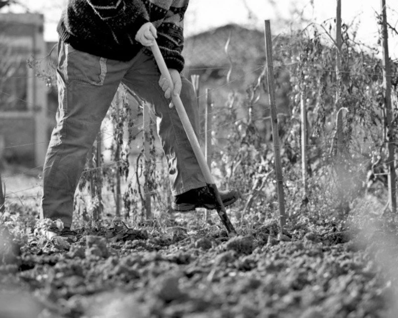 Осенняя подготовка огорода в Корсакове: какие удобрения вносить и что сажать в октябре