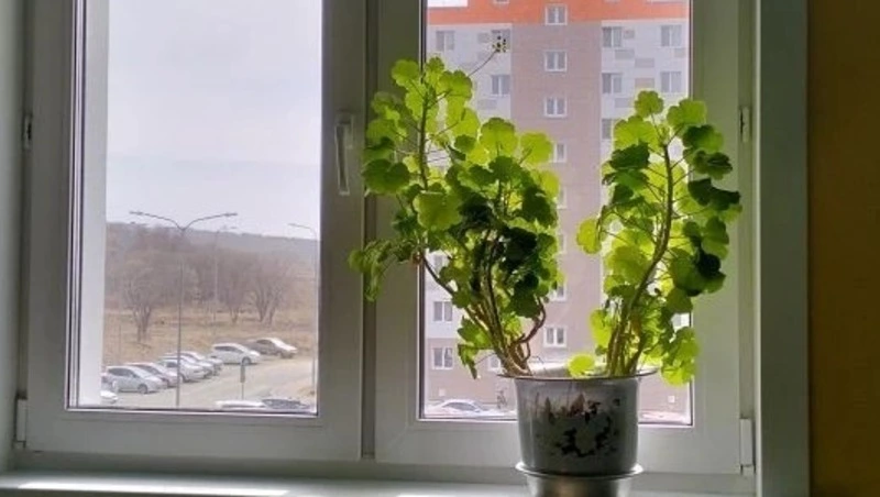 В Сахалинской области стартовал новый сезон конкурса "Подъезд образцового содержания"