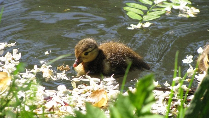 Народные приметы на 24 июня — что нельзя делать в Варфоломеев день