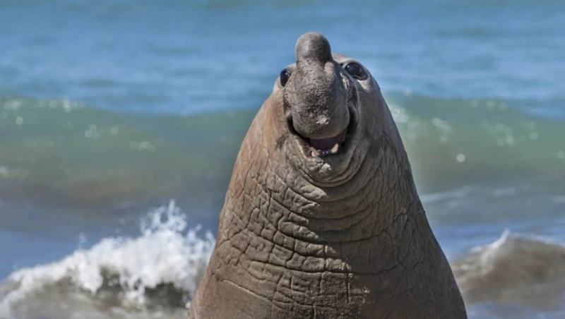 Объявлены финалисты Comedy Wildlife Photo 2024: фото победителей