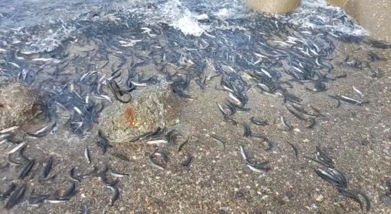 Море в Корсакове закипело от подошедшей на нерест мойвы