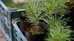 Корсаковцы решают, где высадить почти тысячу новых саженцев