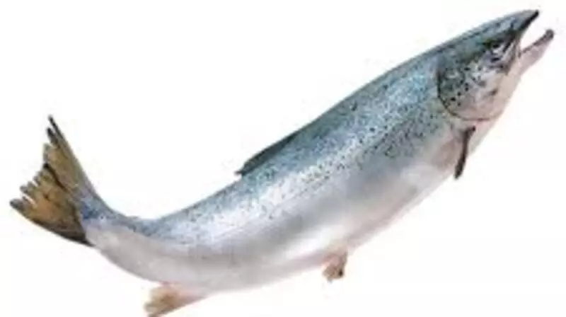 В предстоящую лососевую путину промысел горбуши на юго-западе Сахалина будет закрыт