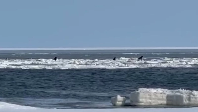 Пять собак спасли с оторванной льдины у берегов Сахалина