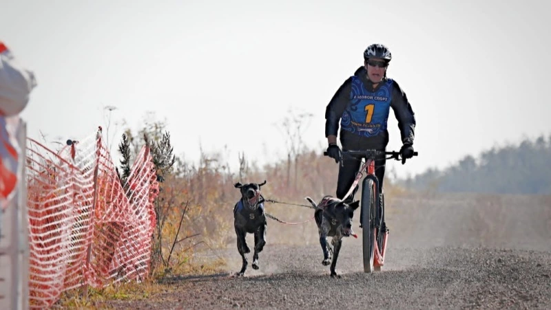 В региональных соревнованиях по ездовому спорту золотую медаль завоевал корсаковец