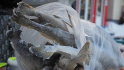 Жители Корсакова оценили доступную свежую рыбу 